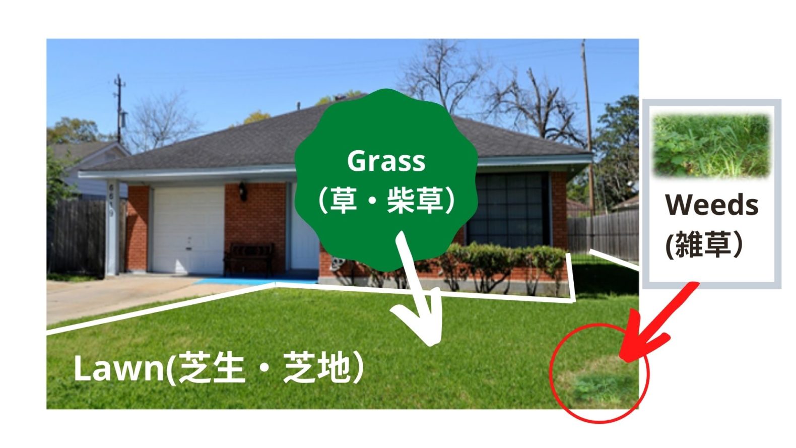 lawn, grass,weedsの違い